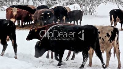 Cows on the snow-covered area