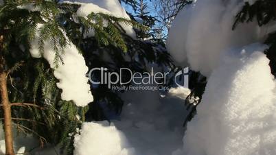 Small spruce pine trees covered with snow