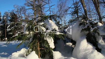Set of small pine trees covered with snow