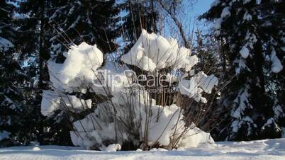 A plant with dry stems covered with snow