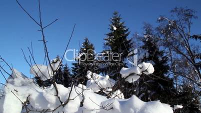 Twigs of a plant are covered with snow
