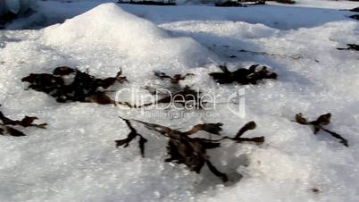 Lots of weeds on the white snow