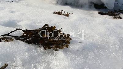 Weeds on white snow