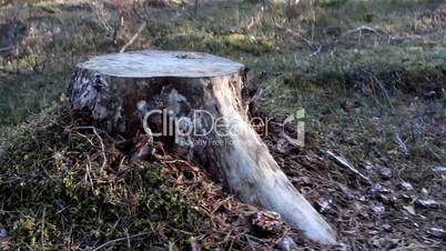 A stump tree cut in a forest