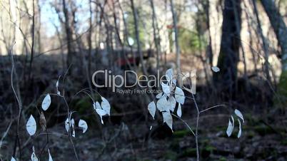 Some small withered Lunaria annua annual honesty plants on the ground