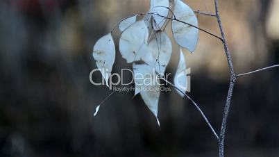 A Lunaria annua annual honesty plant with withered leaves on it