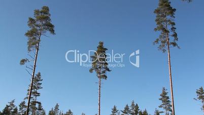 Tall pine Pinus Silvestris trees all over the area