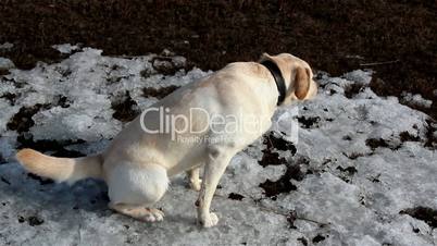A labrador dog pissing  and standing on snow