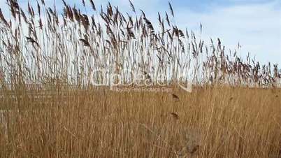 Wheat reed grass waving on the breeze of the wind