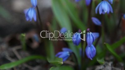 Some blue crocus plant budding