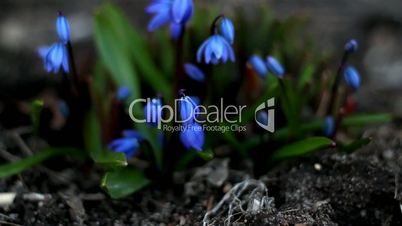 Some petals of blue crocus plant