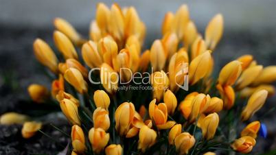 Beautiful orange crocus plant