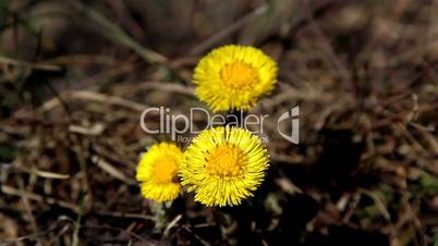 Yellow coltsfoot flower on the ground