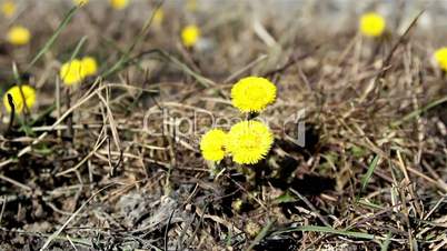 Closer look of coltsfoot plant