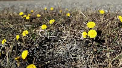 Lots of yellow coltsfoot on the ground