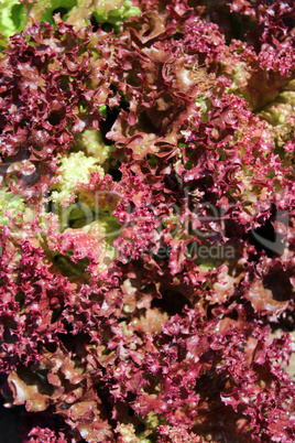 Brown leaves of useful lettuce