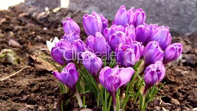 The purple petals of the crocus plant