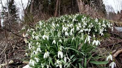 Lots of Galanthus plant on the ground