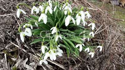 The white snowdrop plant under the tree