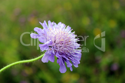 beautiful pink meadow flower