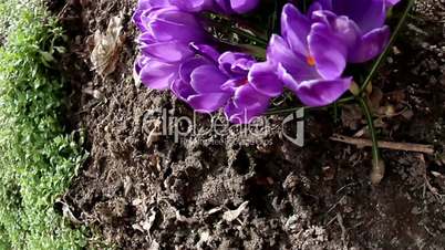 The purple crocus plant