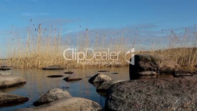 The tranquil view of the river with reeds