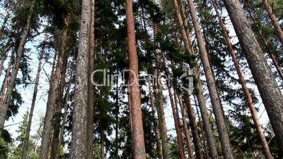 Set of green pine trees on the forest
