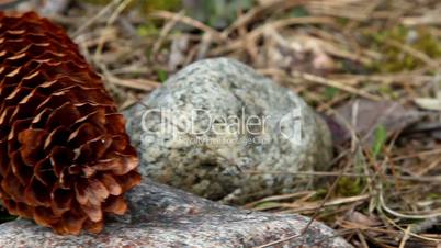Closer look of a fir cone