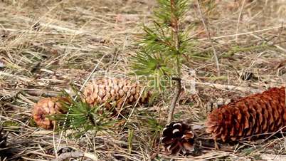 Some fir cone scattered on the ground