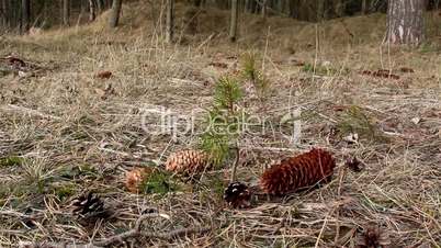 Couple of fir cones scattered on the ground