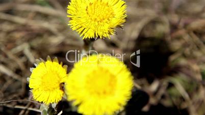 The coltsfoot yellow flower