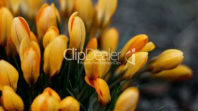 Lots of yellow flowers from crocus plant