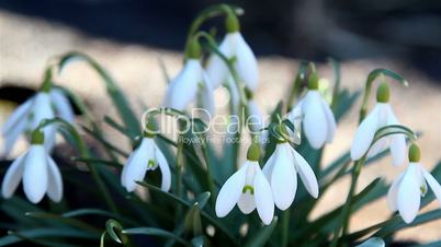 The bulb-like shape of the snowdrop flower