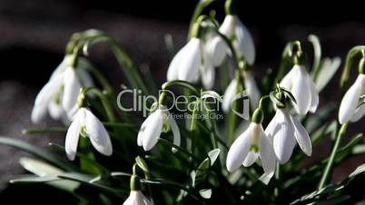 The white snowdrop flowers
