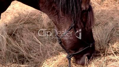 A horse eating grasses