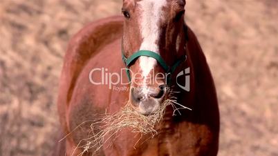 A brown horse chewing