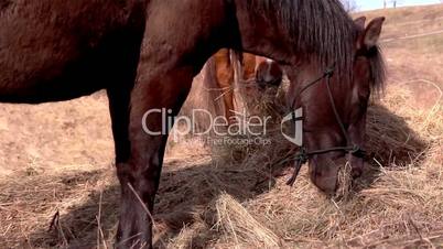 Horses eating and chewing grasses
