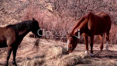 Two horses standing while eating