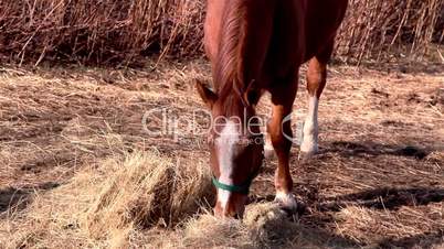 A brown horse grabbing some grasses