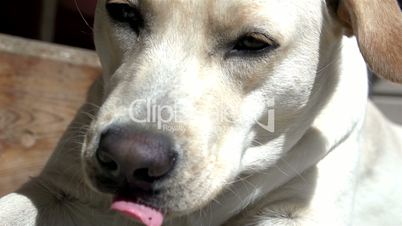 A labrador dog licking his tounge