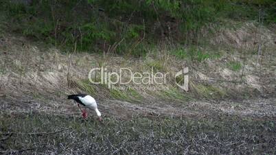 A white stork eating something