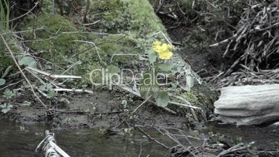 Caltha palustris on the side of the river