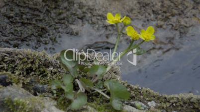 The yellow Marsh Marigold on the river