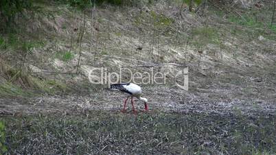 A white stork bird picking something on the ground
