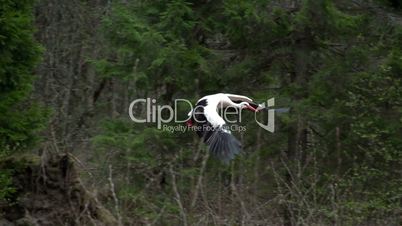 The beauty of white stork flying