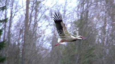 A white stork spreading its wings