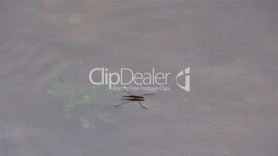 A common water strider swimming in the pond