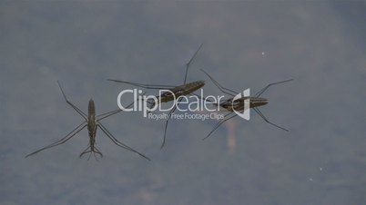 Three water strider laying on the water