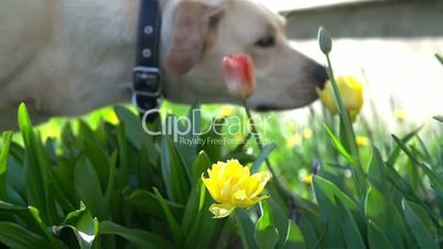 A labrador pet dog smelling a flower