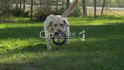 A pet labrador dog playing on the grass